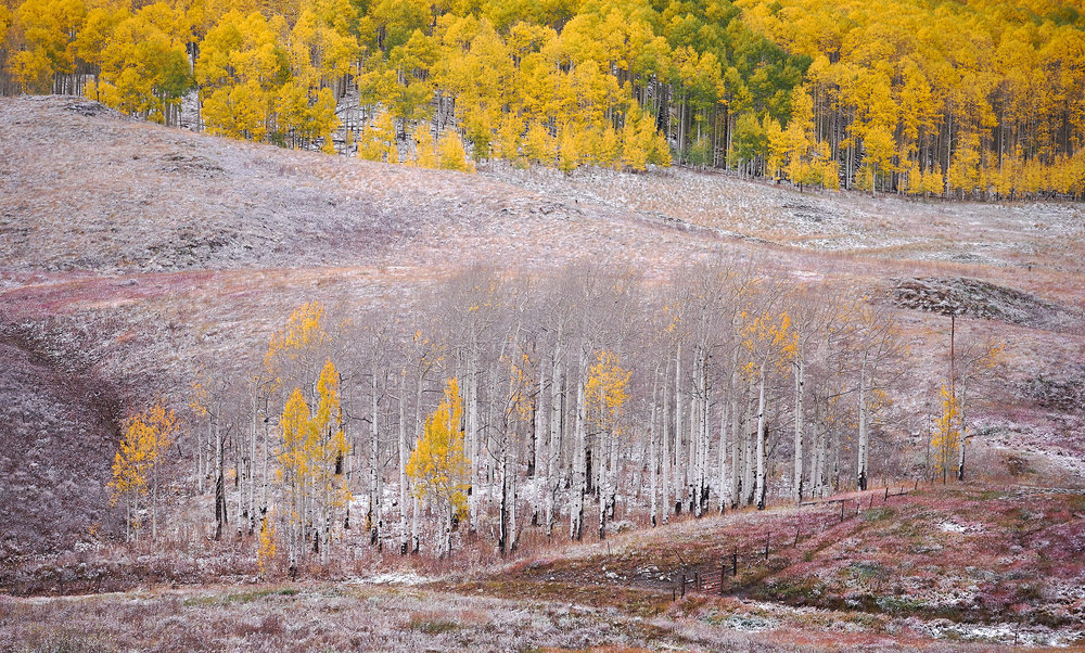 David Kingham - Fujifilm 100-400 @ 124mm (Equivalent focal length of 186mm), ISO 800, f/8, 1/150s Composition - Use of zig-zag curving lines to create movement and depth, along with the literal contrast of life/death with the few remaining leaves on the aspen trees.