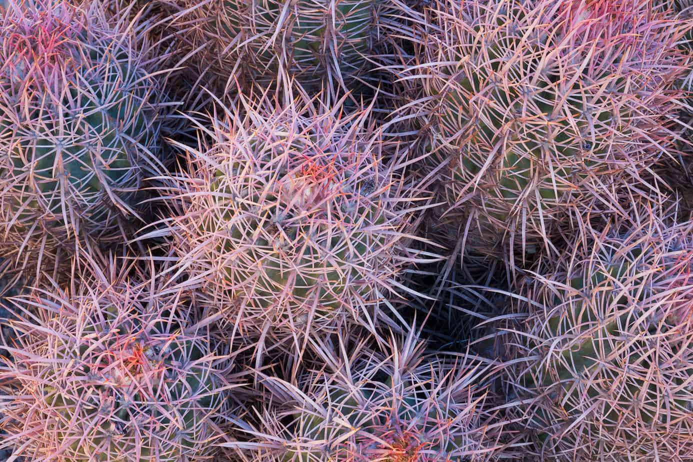 Sarah Marino Cottontop Cactus 1500px