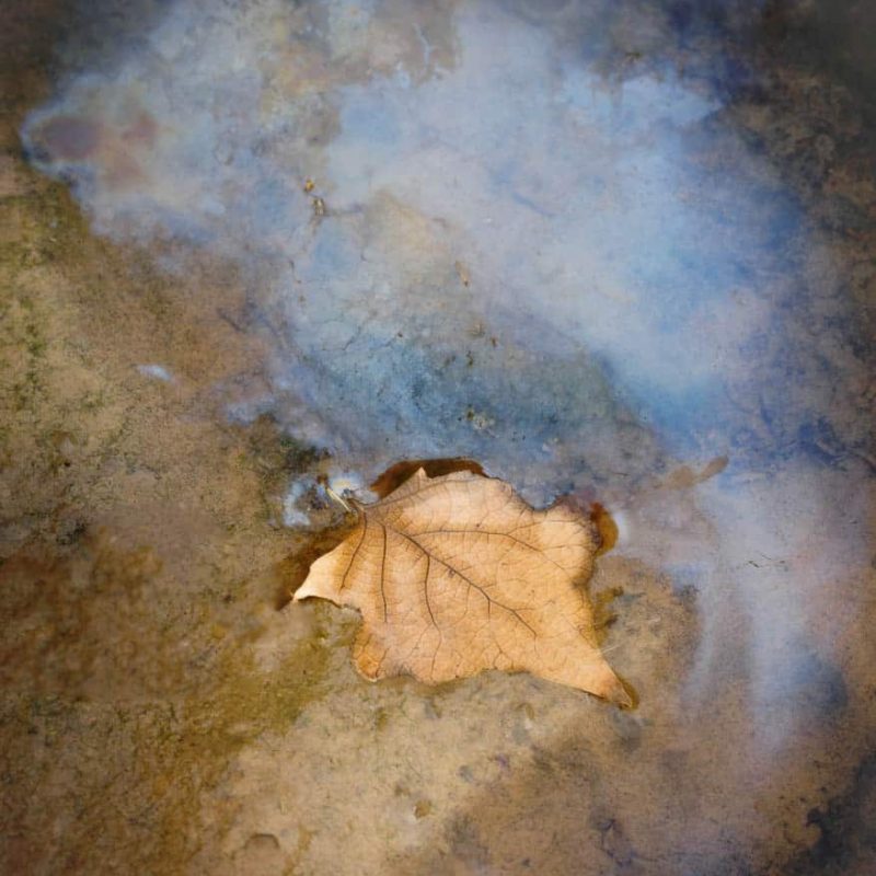A fallen leaf created a blue pool of oil.