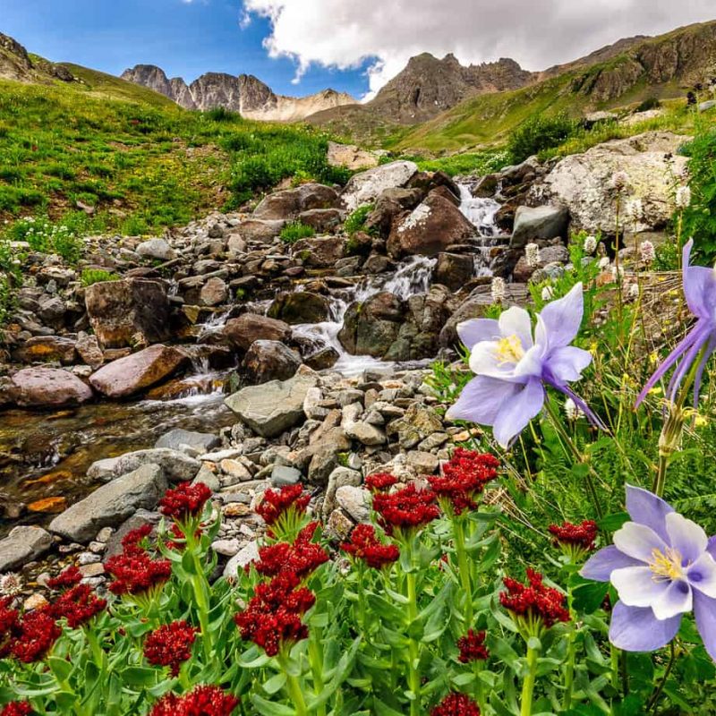 A variety of wildflowers cover the lush landscape at American Basin in Colorado