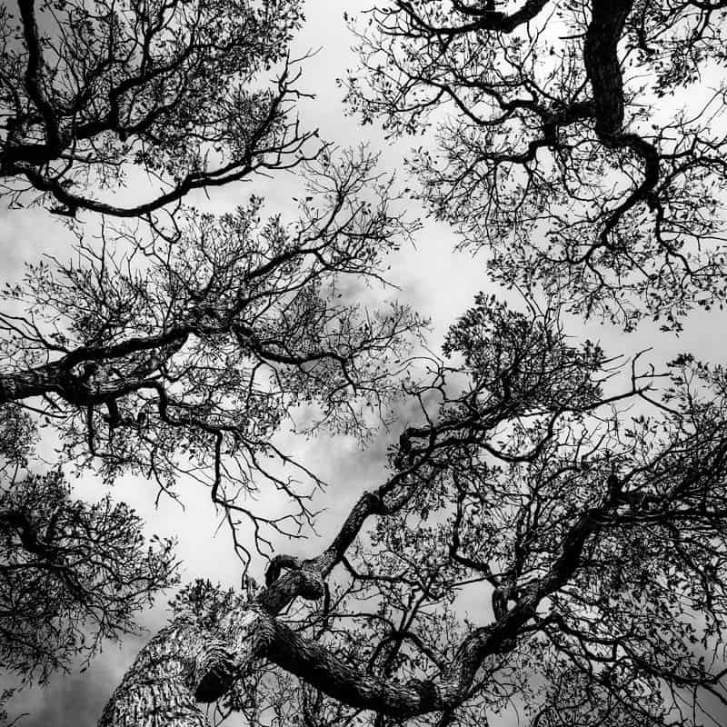 Sinuous branches of oak trees in Zion National Park.