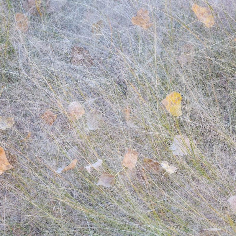 Fuzzy grasses capture cottonwood leaves in Zion National Park.