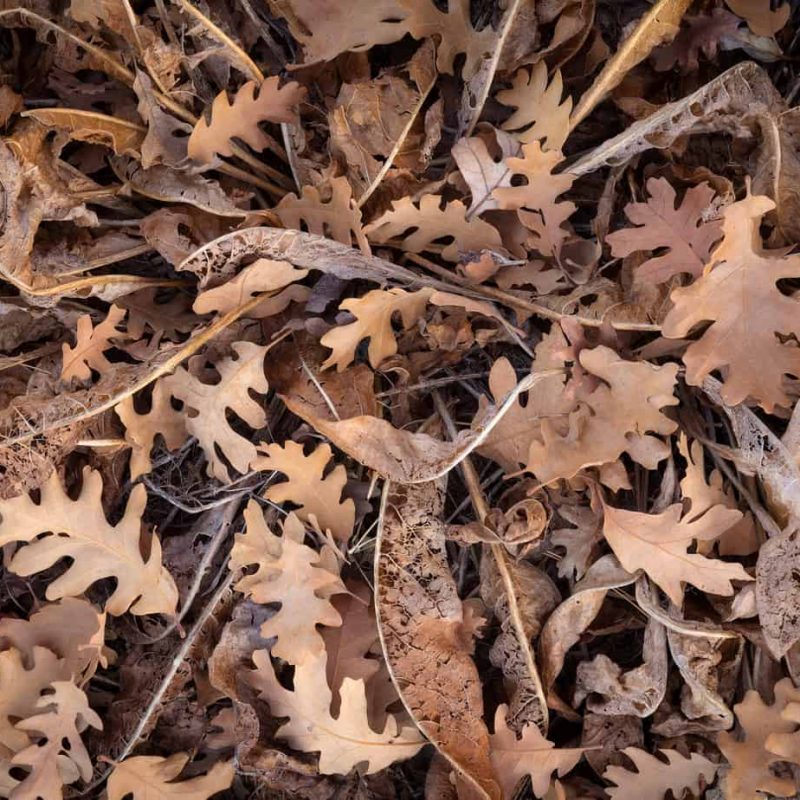 A dried up mules ear plant and fallen oak leaves at the end of fall in Zion National Park.