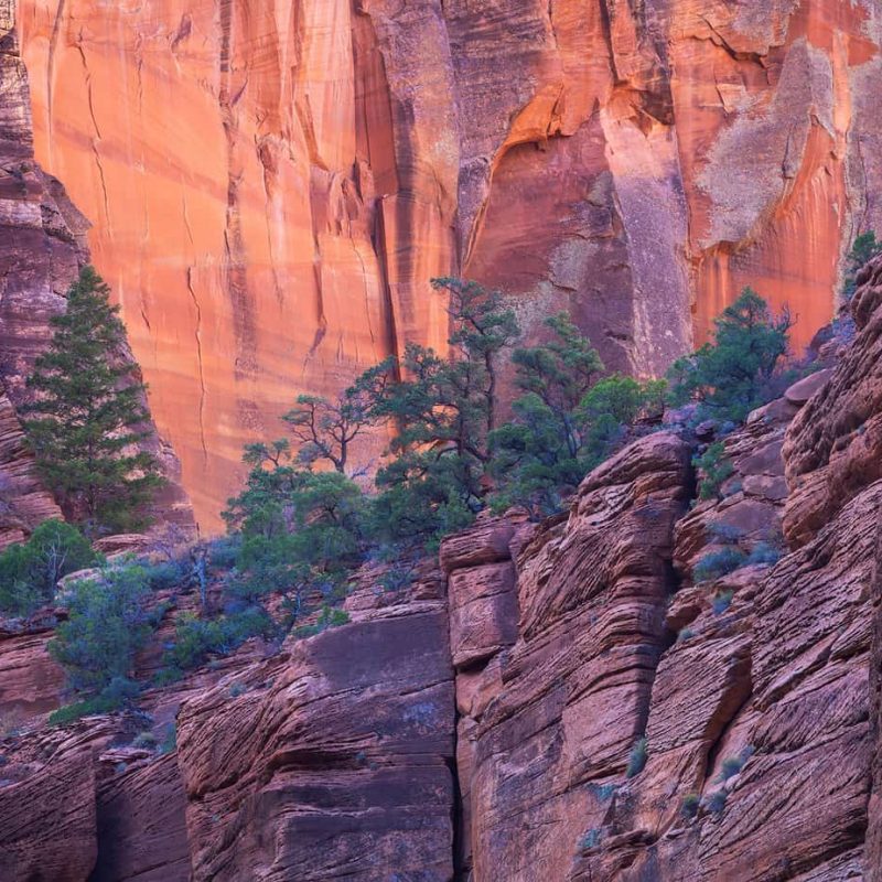 A collection of trees is perched on a narrow sandstone bench in Zion National Park.
