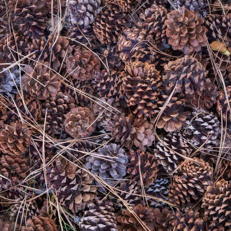 Fallen needles and pinecones below a massive ponderosa tree in Zion National Park.