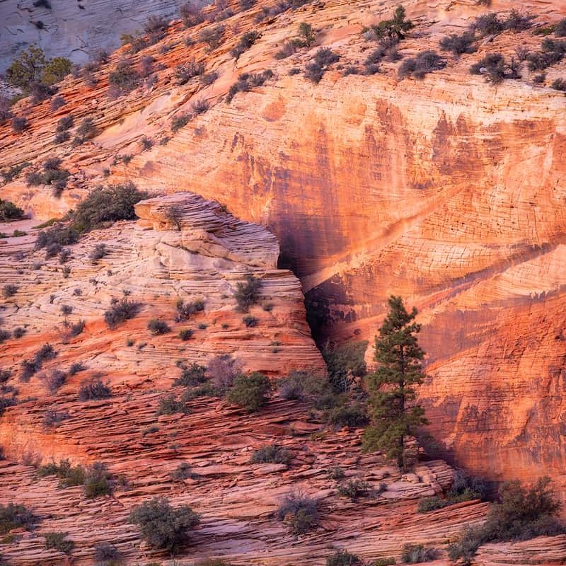 Warm evening light on tree and shrub covered cliffs in Zion National Park.