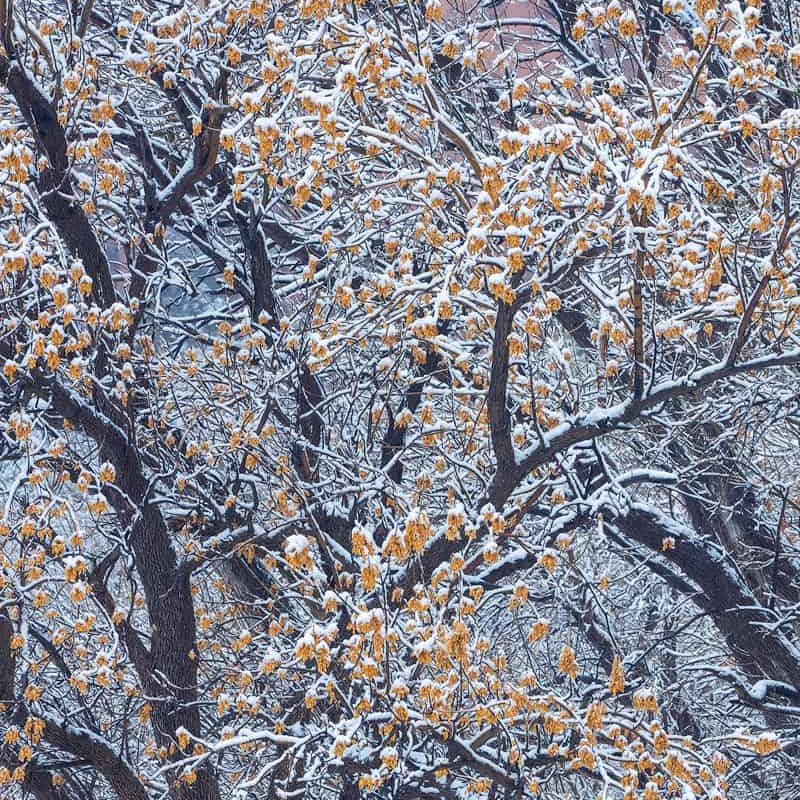 A light dusting of snow covers a tree in Zion National Park.